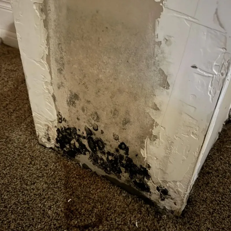 Professional Mold Removal in Moline Acres, MO